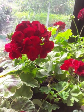 ��� ������� �������� ������ � ��������� ����: ������ � ����