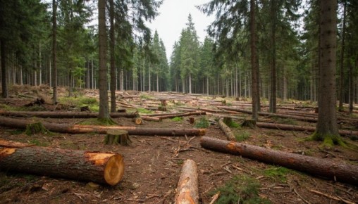 �� ���������� ������� �������� � �������� � ����� �������� �������� 19 ���