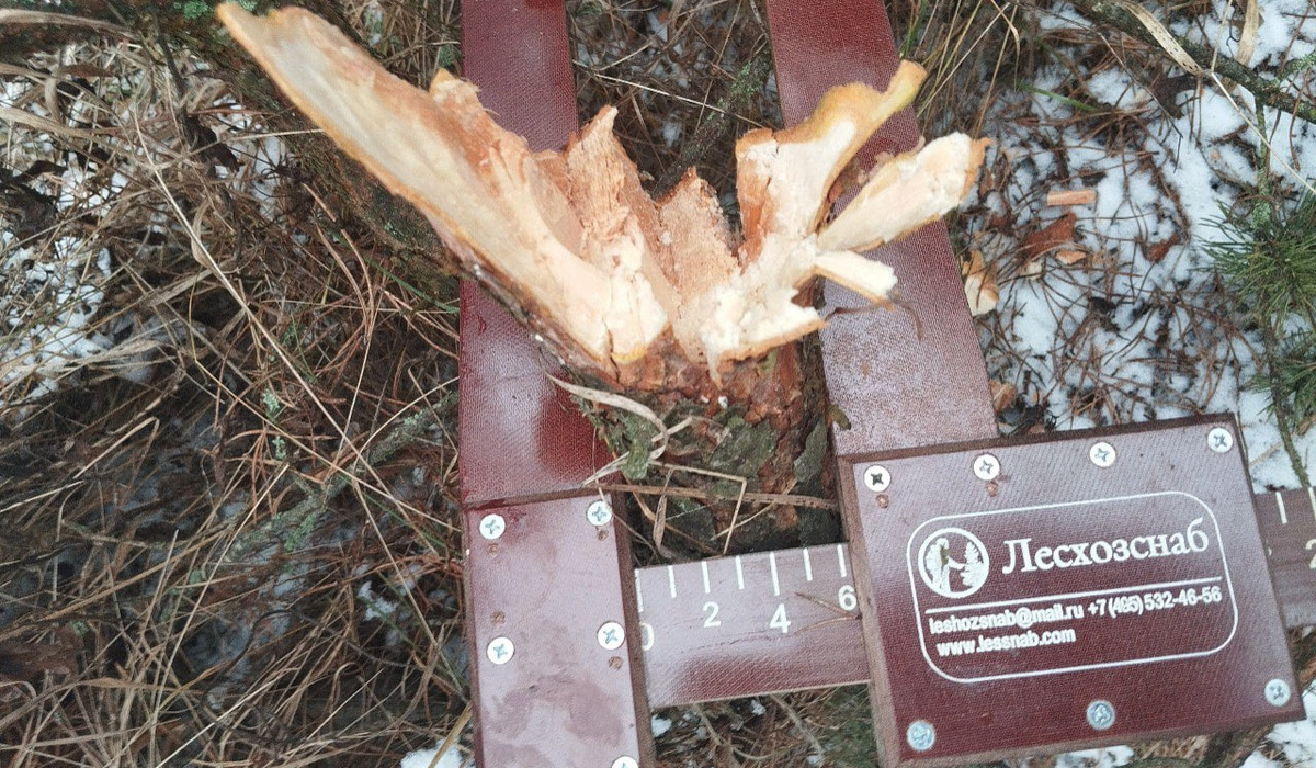 В Курской области поймали мужчину за незаконную рубку двух сосен