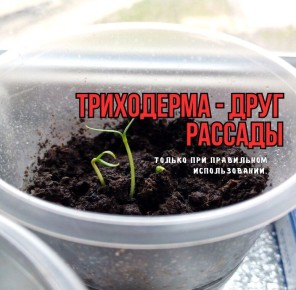 Триходерма для рассады: как выбрать и использовать этот эффективный биопрепарат