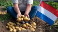 Как метод голландских садоводов изменил урожай картофеля на 35%