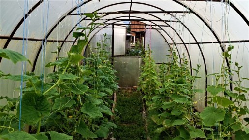 Как спасти урожай: сажистый гриб атакует огурцы в теплицах