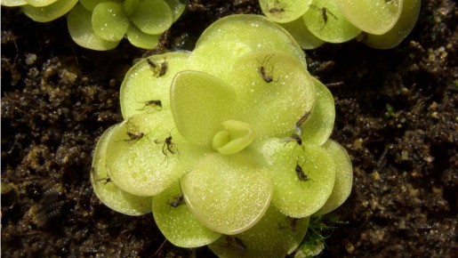 ��������� ����� ���������� ���: �� �������� ������ ������� ���� ��������