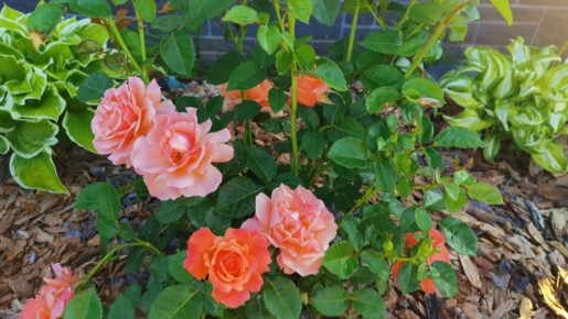 Почему укрытие роз может быть опаснее зимнего мороза: неожиданные факты