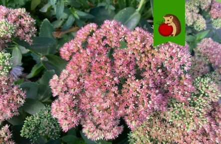 ���������� ������� � ����: ���������� ������ ��� ��������