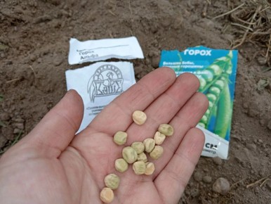 Как успешно прорастить горох: секреты и советы