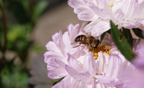 � ������� ������� ��������� ��� ������ �������� ������ ����