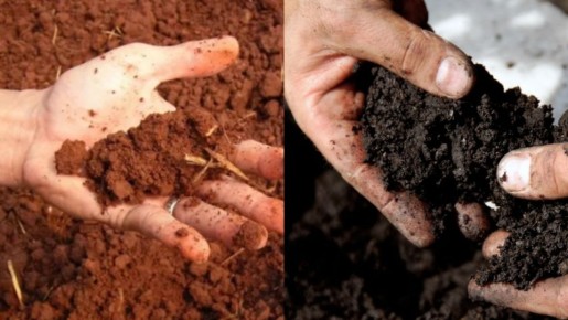 Как превратить проблемный участок в плодородный оазис без химии: практическое руководство