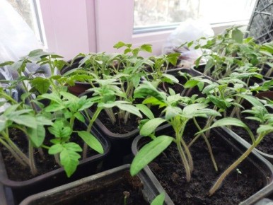 ��������� �������: ������������� ��� ������ ����� �������?