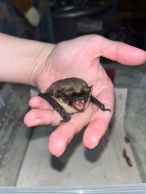 � ������ ��������� ������� ������� ����