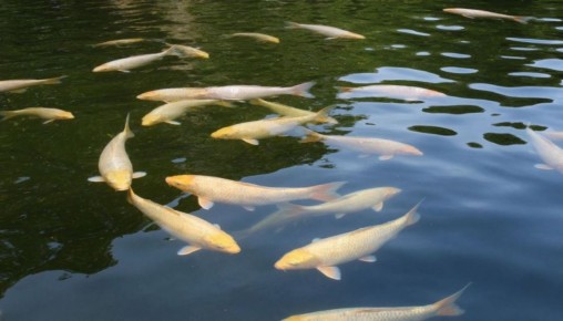 ������� ������ �������� ������ ���� � ����������