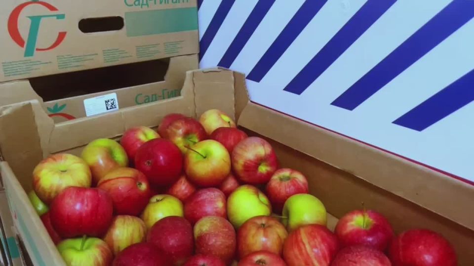 Единороссы радуют жителей приграничья краснодарскими яблоками