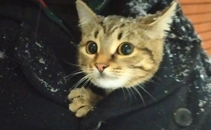 В Курской области в новогодние праздники могут пропасть до 90 домашних питомцев