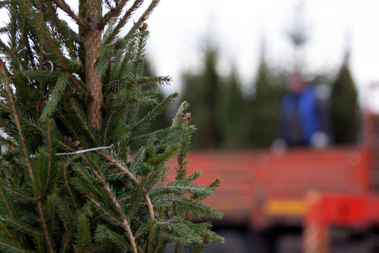 В Курске на нелегальных продавцов новогодних елок составили 24 административных протокола