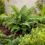 Как создать роскошный папоротниковый уголок в вашем саду