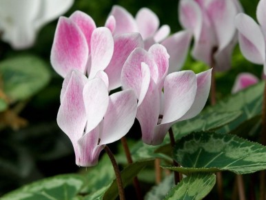 ��������: ������� ������� �������� � ���������� �����