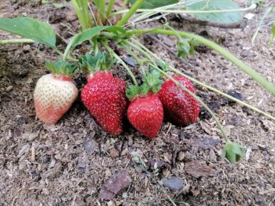 ��� ������ ������ �������� �� �����: ������ � ������������