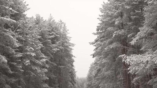 «Дорога была долгой и непростой, но эмоции от посещения родины Деда Мороза и Великого Устюга того стоят»