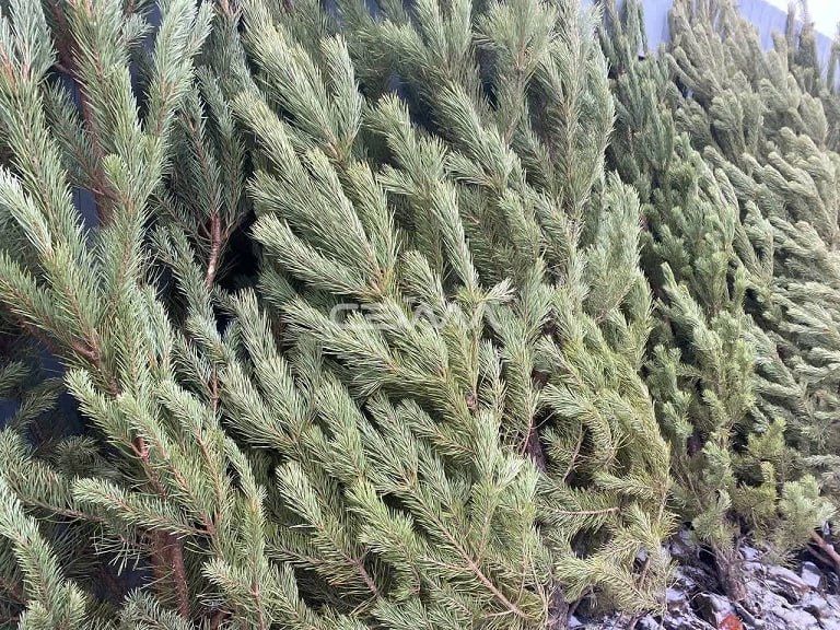 � ������ � 12 ������ ����� ����� ����� �� ����������� ���������� ����