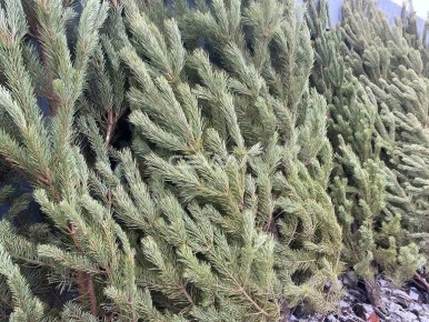 � ������ � 12 ������ ����� ����� ����� �� ����������� ���������� ����