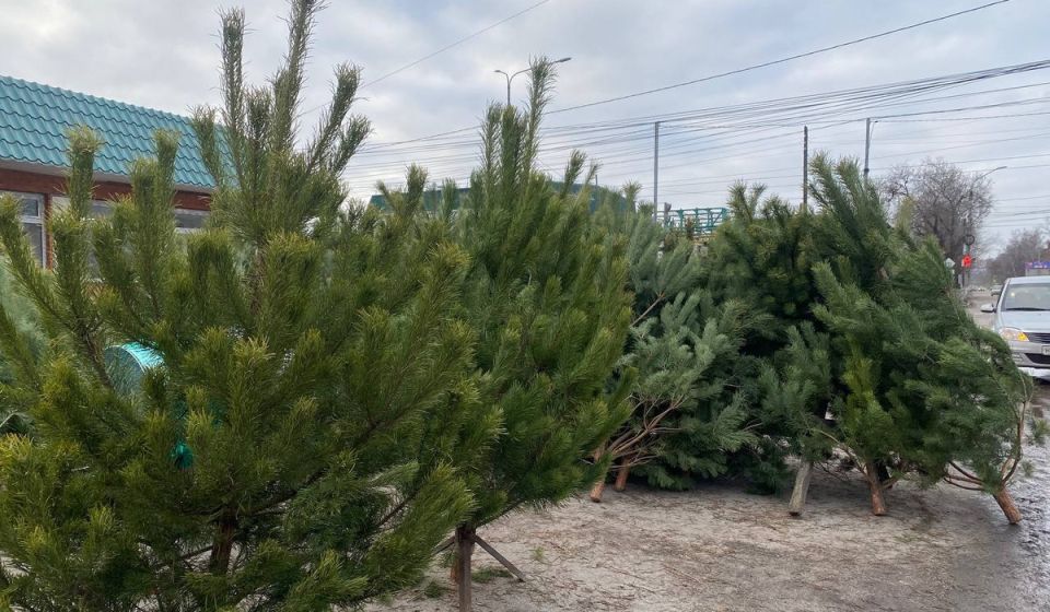 � 12 ������ ������ ������ ����� ����� ���������� ���� �� ������� �������