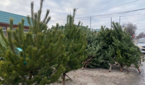 � 12 ������ ������ ������ ����� ����� ���������� ���� �� ������� �������