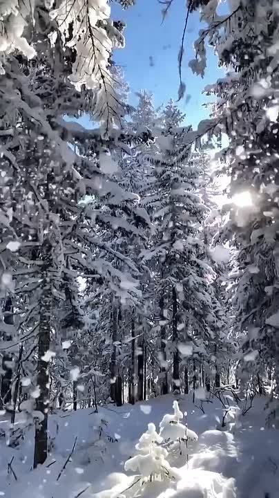 Юрий Астахов: В светлый канун Рождества поздравляю вас с Сочельником! Пусть дом будет теплым, близкие — любящими, а в сердцах воцарятся покой, вера и мир