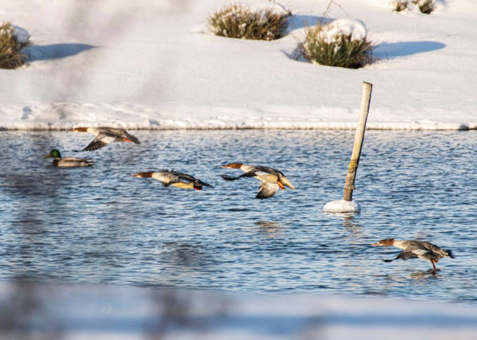 Редкие зимние гости: в Курской области запечатлели уток-крохалей