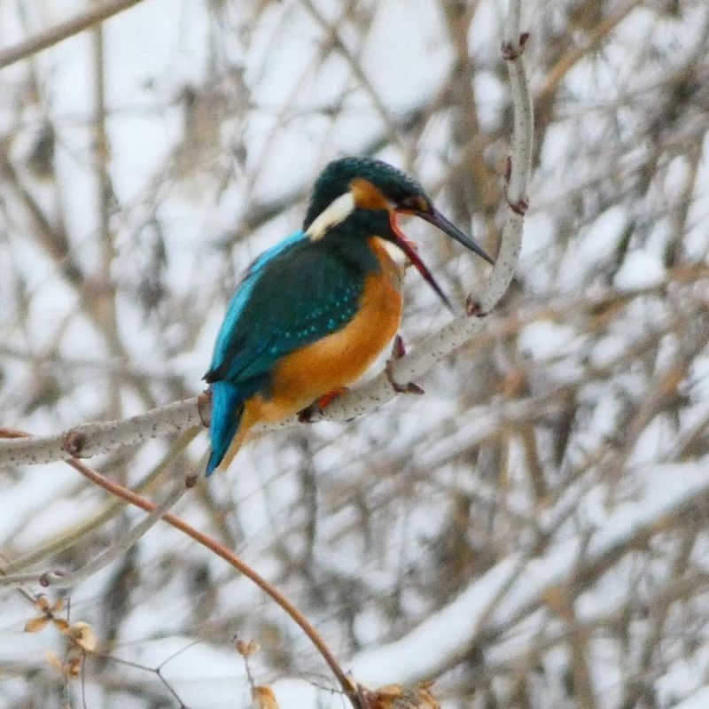 В Курской области остались зимовать яркие птицы — зимородки