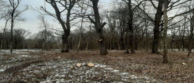 В Курских городских лесах собрали 74 тонны мусора