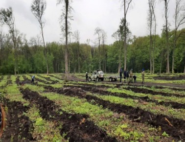 В Курске в 2025 году вывезено 74 тонны мусора с территории городских лесов