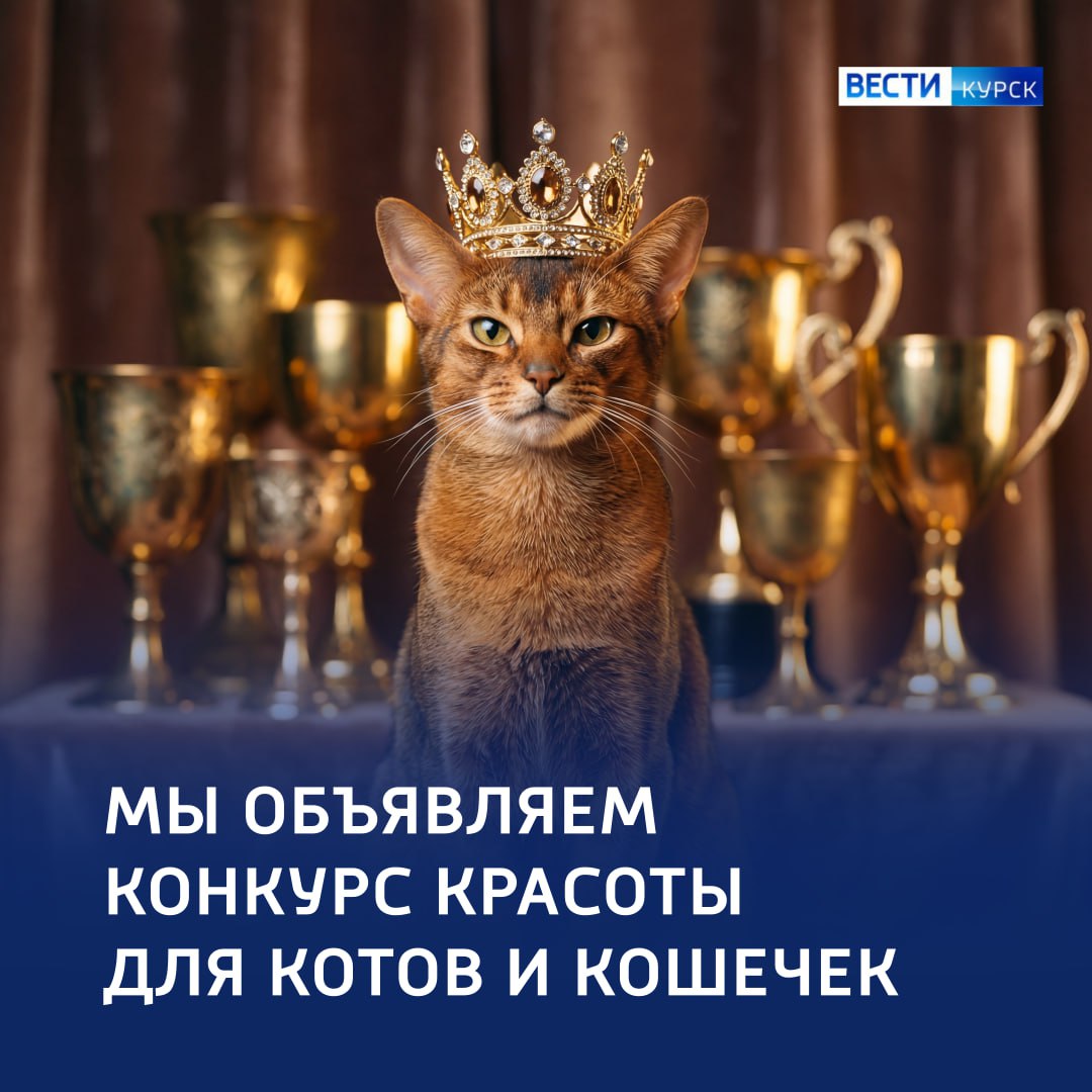 Вести с хвостиком: Ваш котик может стать телезвездой