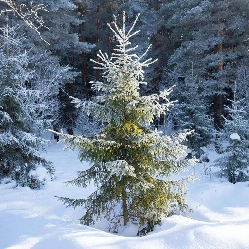 ������ �������� �� ������������ � ��������� � ���������� ���������