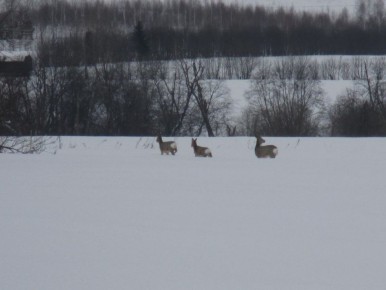 ������ ������ ������ � �������� ������������� � ������� ������