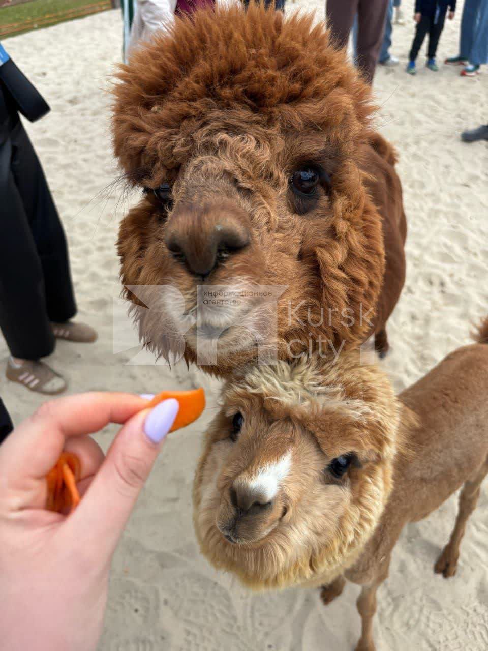 "Нас не смущает статус особо охраняемой природной территории"