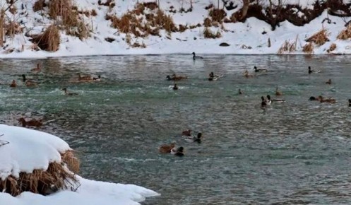 � ������� ������� �������� ���� �������� ����