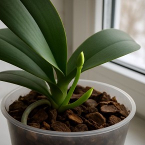 ��� ���������� ���������� ������� � ��������