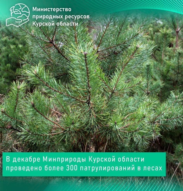 В декабре Минприроды Курской области проведено более 300 патрулирований в лесах