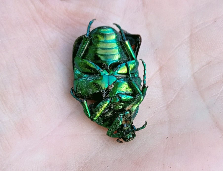 Бронзовка гладкая и водолюб чёрный завелись в Курской области