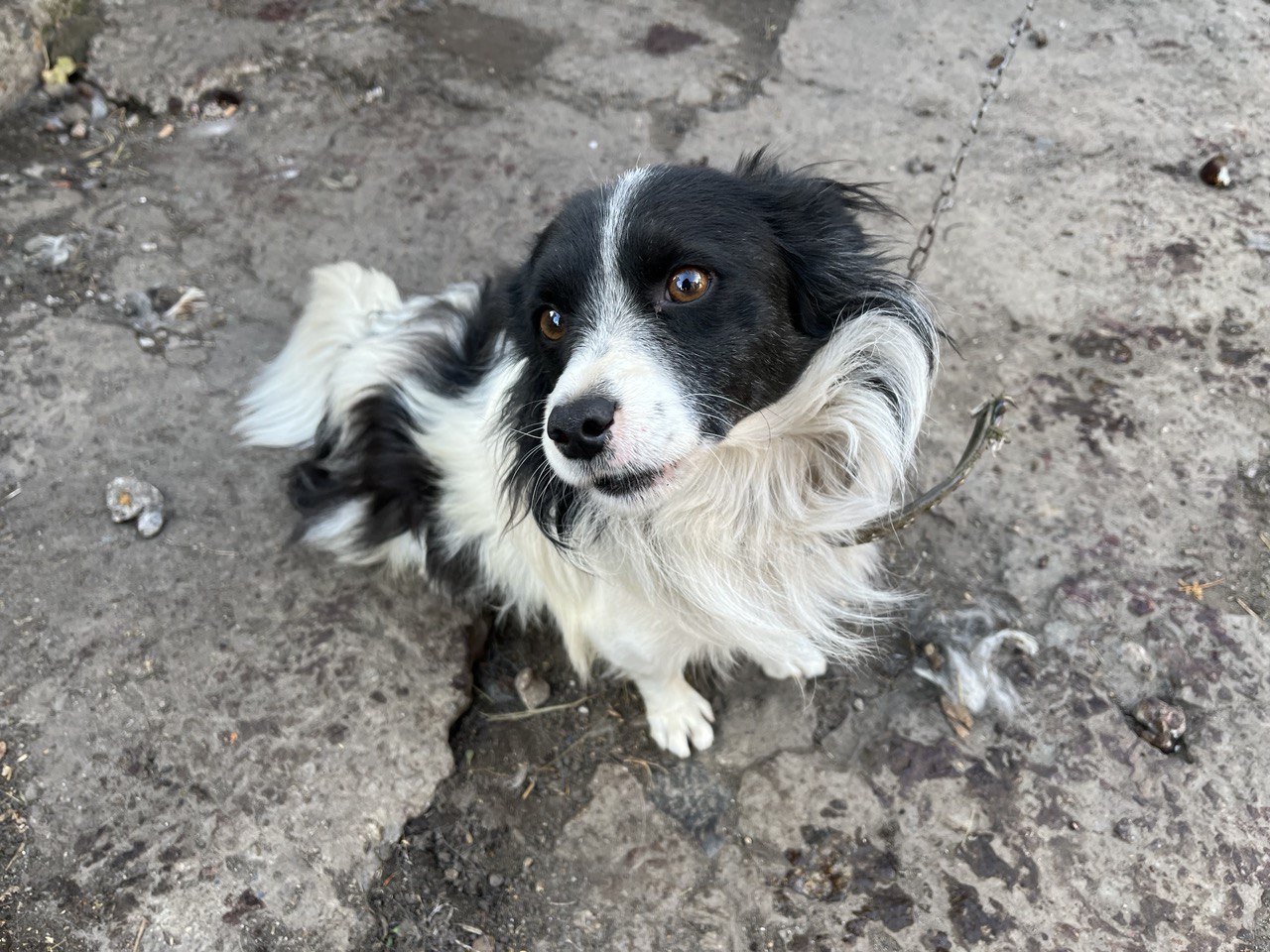 В Железногорске конфликт собачников обернулся серией судов и штрафов