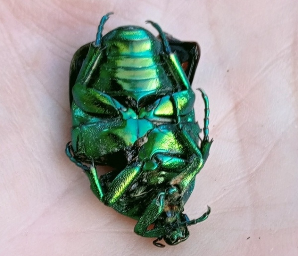 В Курской области впервые обнаружены бронзовка и черный водолюб