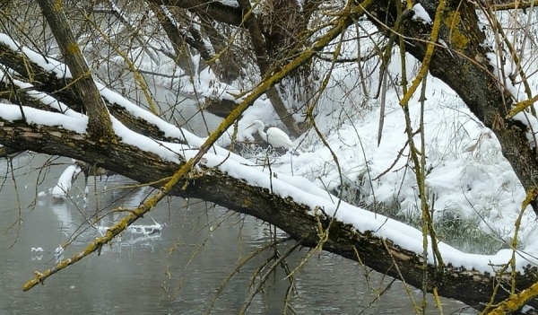 В Курске в январе снова замечена белая цапля