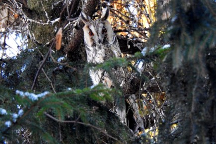 ���������� "������� �������"