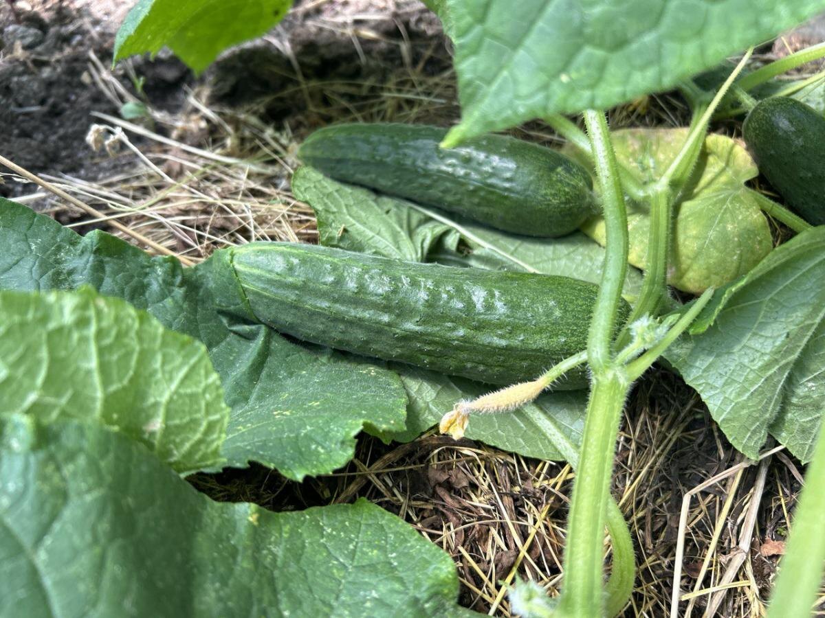 Кому не место рядом с огурцами: ошибки посадки и как их избежать