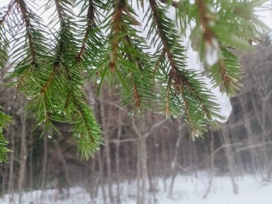 Доброго утра!. Сегодня днм будет снежно и довольно тепло для января