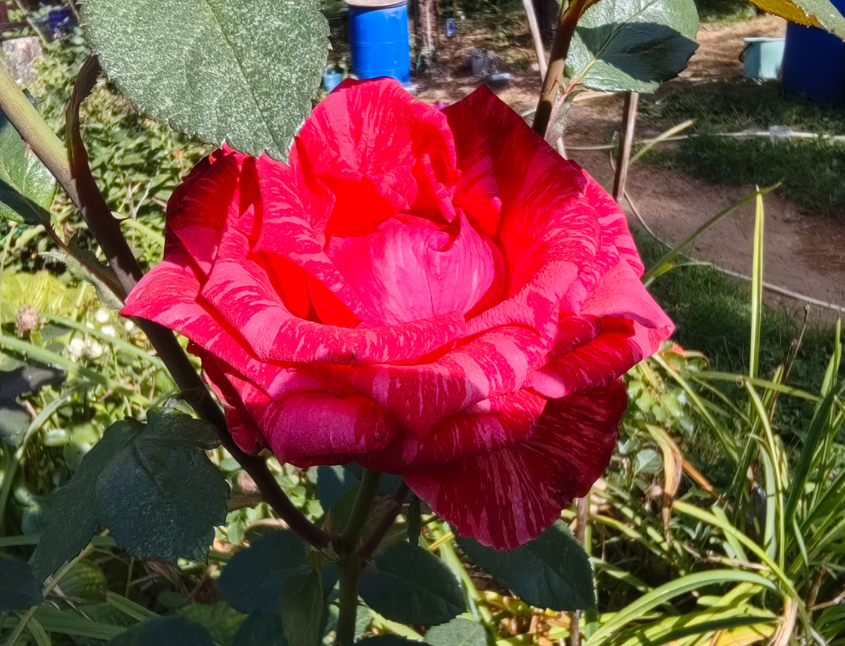 Подготовка дачи к зиме: 5 важных дел, которые не стоит забывать