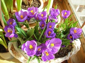 Крокусы: секреты успешного выращивания и ухода за цветами в домашних условиях