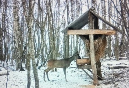 В Курской области в аномальные морозы кормят диких животных