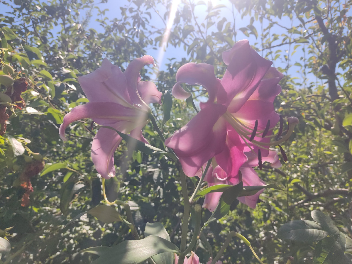 Новый сад: как оставить старое позади и начать с чистого листа