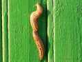 Как защитить урожай от слизней в дождливый июнь: практические советы